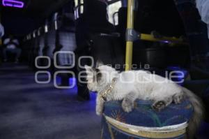 GATO EN MICROBÚS