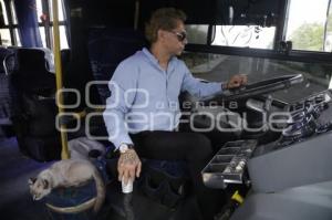 GATO EN MICROBÚS