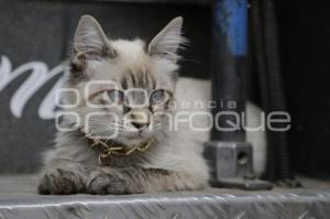GATO EN MICROBÚS