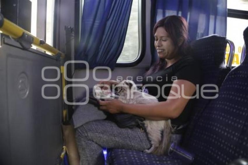 GATO EN MICROBÚS