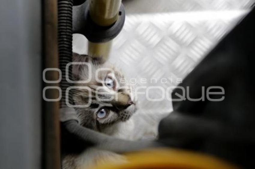 GATO EN MICROBÚS