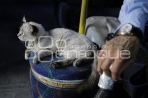 GATO EN MICROBÚS
