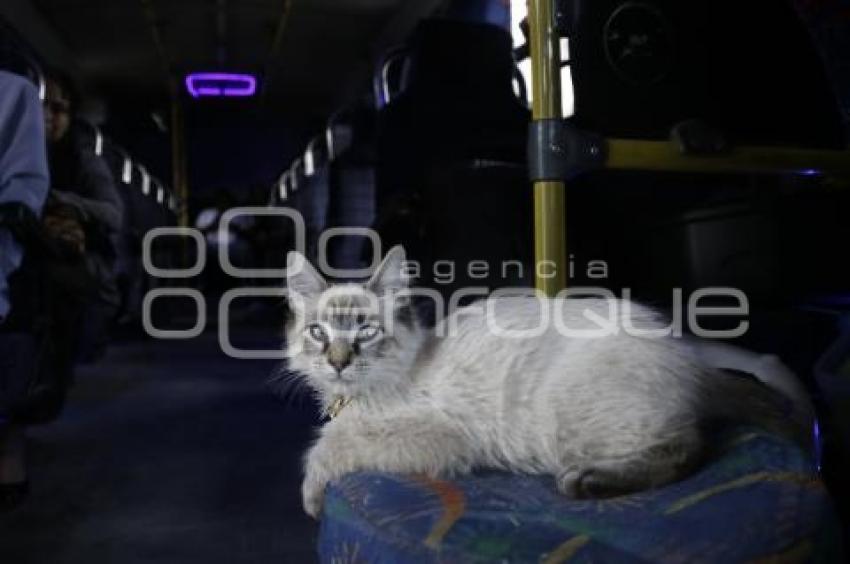 GATO EN MICROBÚS
