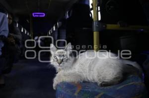 GATO EN MICROBÚS
