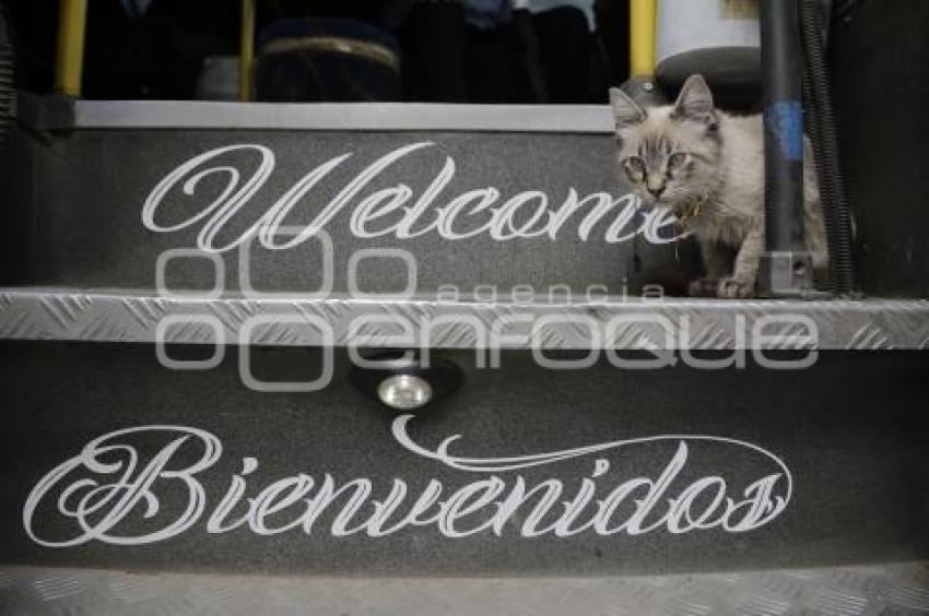 GATO EN MICROBÚS