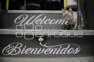 GATO EN MICROBÚS