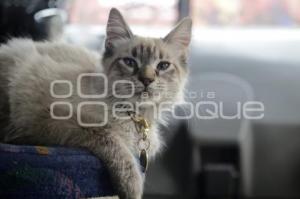 GATO EN MICROBÚS