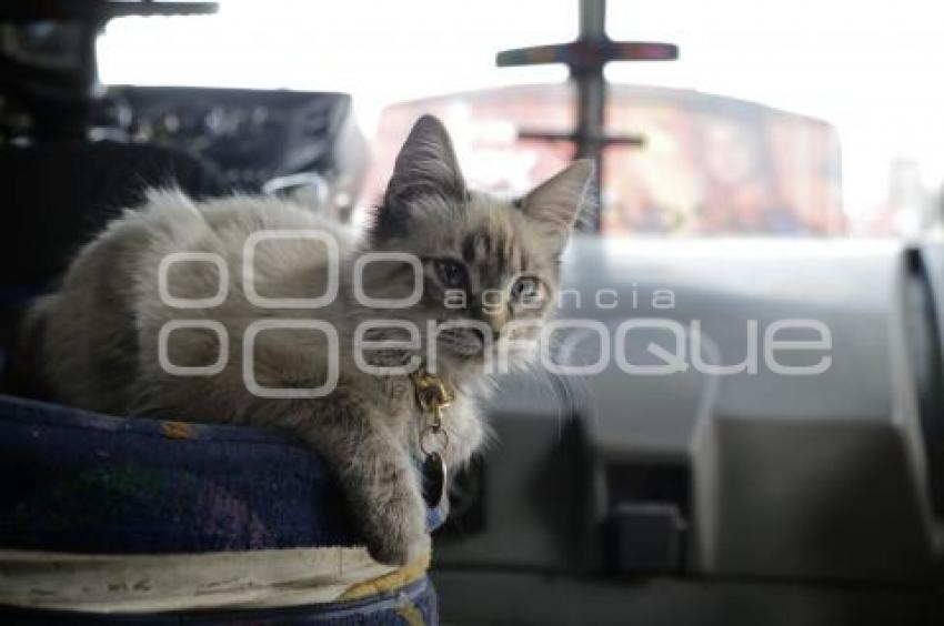 GATO EN MICROBÚS
