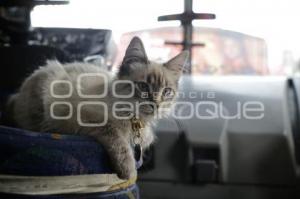 GATO EN MICROBÚS