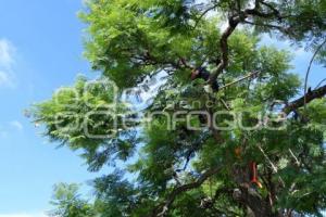 TLAXCALA . PLAGA HENO MOTITA