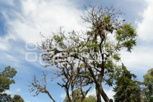 TLAXCALA . PLAGA HENO MOTITA