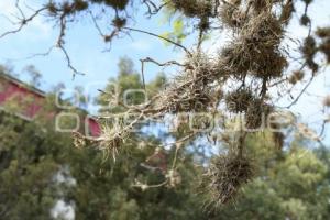 TLAXCALA . PLAGA HENO MOTITA