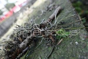 TLAXCALA . PLAGA HENO MOTITA