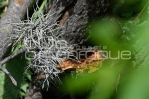 TLAXCALA . PLAGA HENO MOTITA