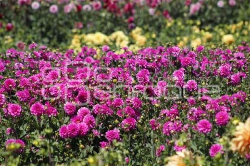 TLAXCALA . SANTUARIO DE DALIAS