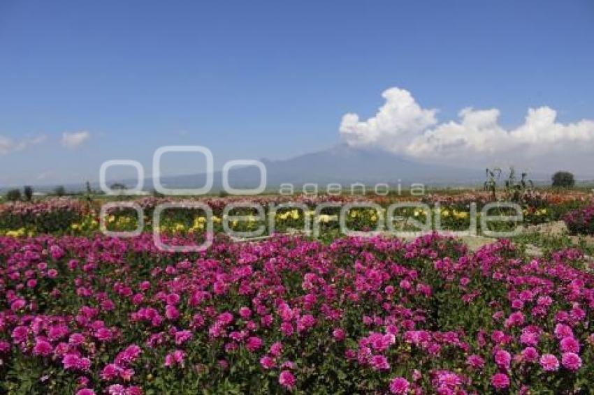 TLAXCALA . SANTUARIO DE DALIAS