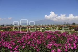 TLAXCALA . SANTUARIO DE DALIAS