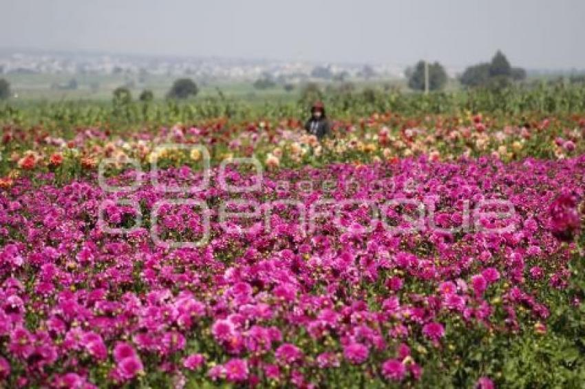TLAXCALA . SANTUARIO DE DALIAS