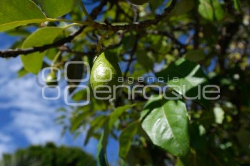 TLAXCALA . DÍA INTERNACIONAL AGUACATE