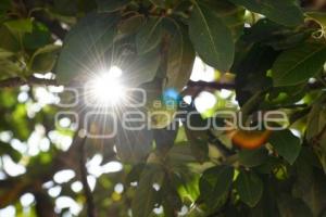 TLAXCALA . DÍA INTERNACIONAL AGUACATE