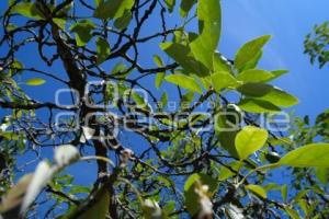 TLAXCALA . DÍA INTERNACIONAL AGUACATE