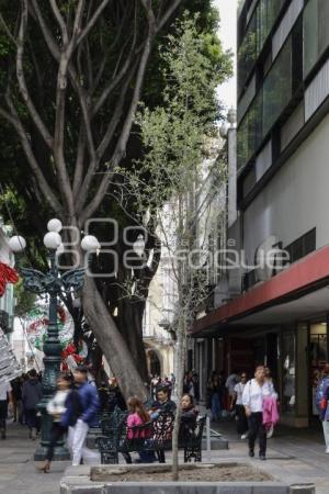 5 DE MAYO . ÁRBOL