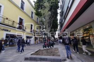 5 DE MAYO . ÁRBOL