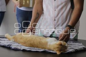 SEMANA DEL BIENESTAR ANIMAL