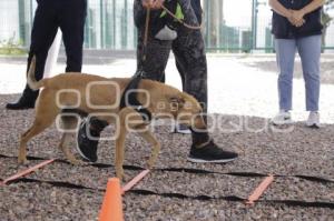 SEMANA DEL BIENESTAR ANIMAL