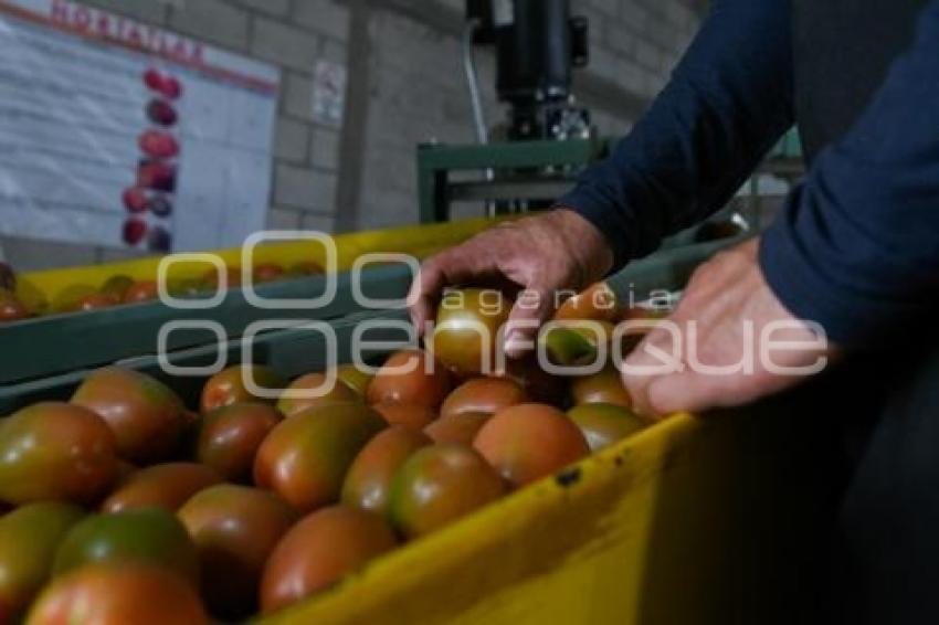 TLAXCALA . PRODUCTORA HORTATLAX