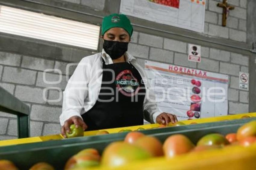 TLAXCALA . PRODUCTORA HORTATLAX