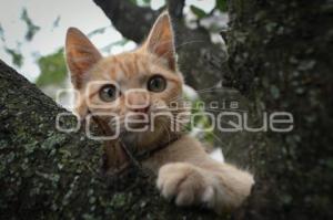 TLAXCALA . DÍA INTERNACIONAL DEL GATO