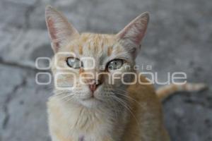 TLAXCALA . DÍA INTERNACIONAL DEL GATO