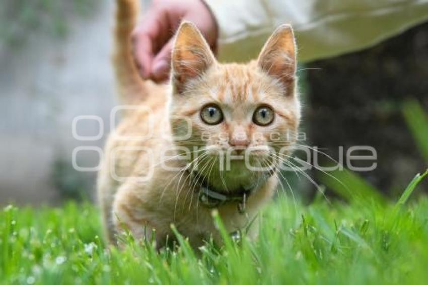 TLAXCALA . DÍA INTERNACIONAL DEL GATO