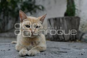 TLAXCALA . DÍA INTERNACIONAL DEL GATO