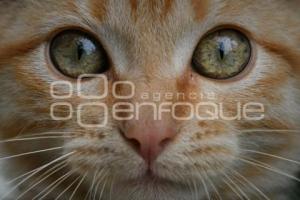 TLAXCALA . DÍA INTERNACIONAL DEL GATO