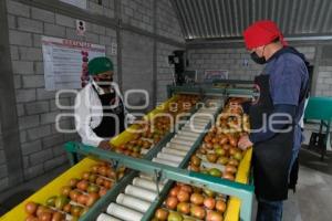 TLAXCALA . PRODUCTORA HORTATLAX