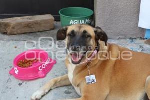 ATLIXCO . CASA COMUNITARIA PERRITA