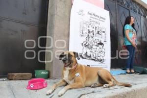 ATLIXCO . CASA COMUNITARIA PERRITA