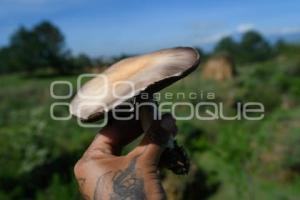TLAXCALA . HONGOS SILVESTRES
