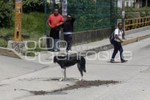 RUTA . MENOR ATROPELLADO