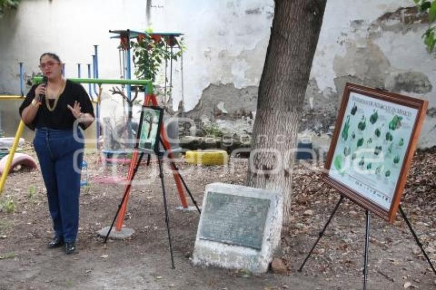 ATLIXCO . DÍA AGUACATE FUERTE