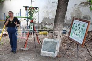 ATLIXCO . DÍA AGUACATE FUERTE