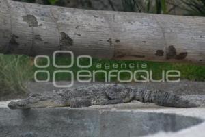 TLAXCALA . ZOOLÓGICO ALTIPLANO