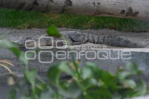 TLAXCALA . ZOOLÓGICO ALTIPLANO