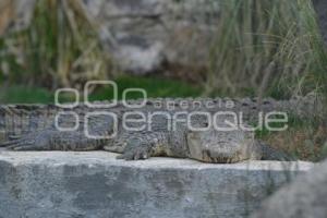 TLAXCALA . ZOOLÓGICO ALTIPLANO
