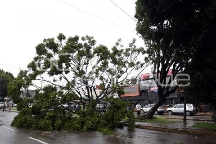 LLUVIA . ÁRBOL CAÍDO