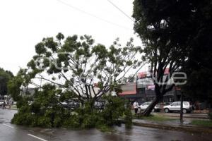 LLUVIA . ÁRBOL CAÍDO