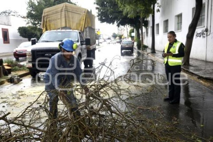 LLUVIA . RETIRO DE ÁRBOL