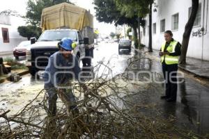 LLUVIA . RETIRO DE ÁRBOL